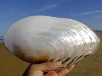 20-23cm store naturlige perle skaller naturlige conch shell